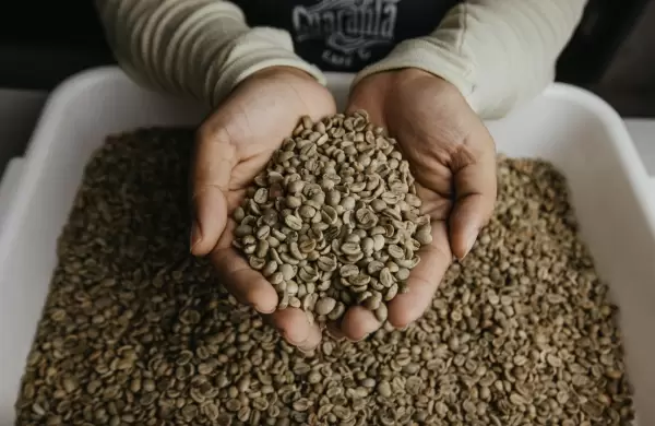El resurgimiento del café paraguayo, de pequeño sector a mercado prometedor