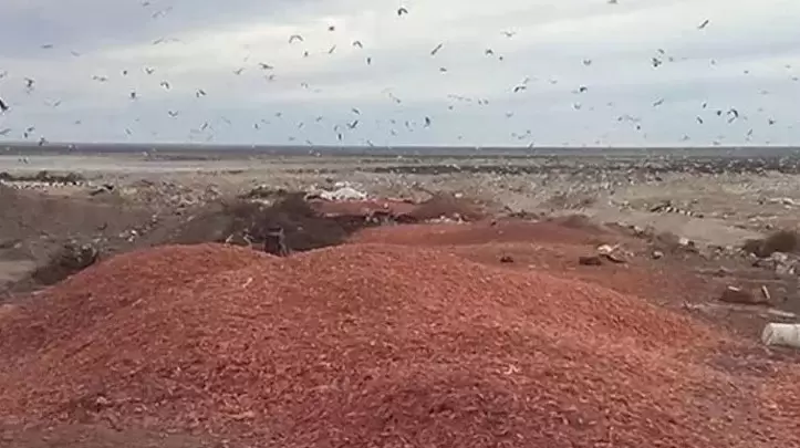 Los desechos de langostinos generan varias problemáticas ambientales en la Patagonia
