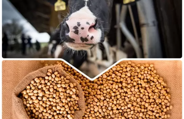 Estrellas económicas: la mitad de los ingresos fueron gracias a la soja y la carne
