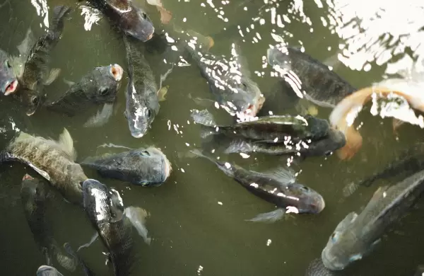 Piscicultura en Paraguay, potencial bajo el agua frenado por costos y falta de apoyo