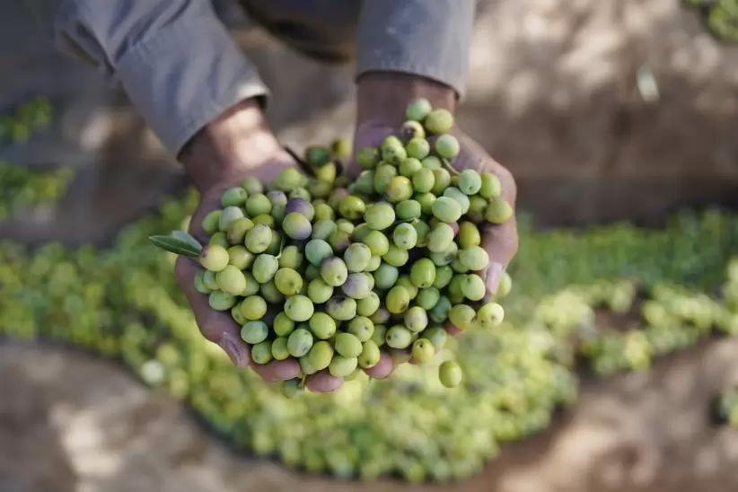 Olivas Zuelo Zuccardi