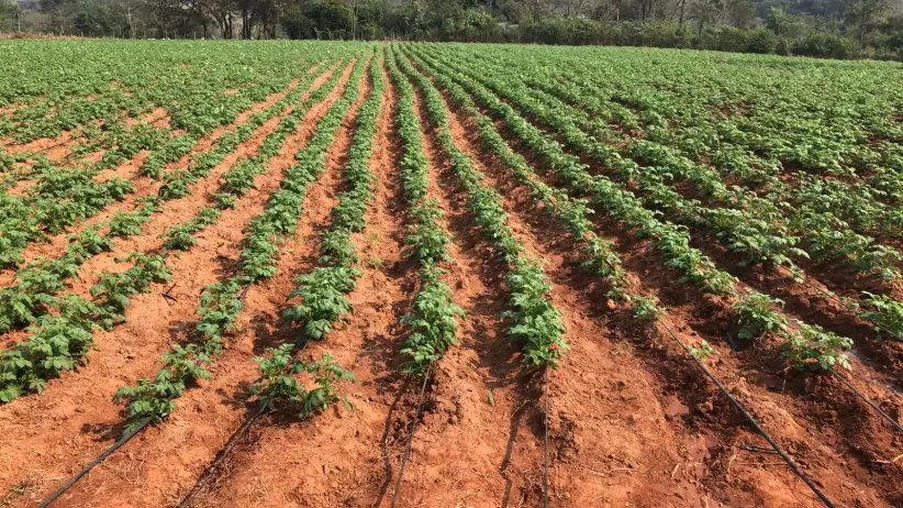 plantacin de papas Paraguay