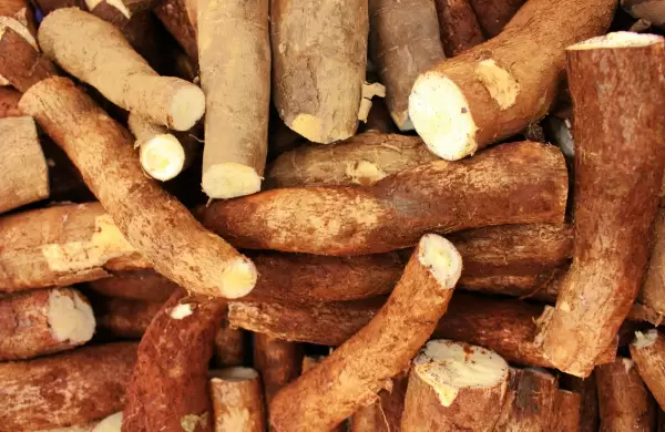 El resurgimiento de la mandioca, más de la mitad de la producción local se exporta al mundo