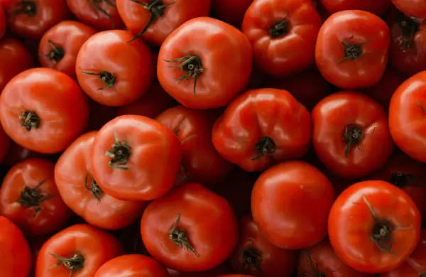 Caaguaz, el corazn rojo del tomate paraguayo