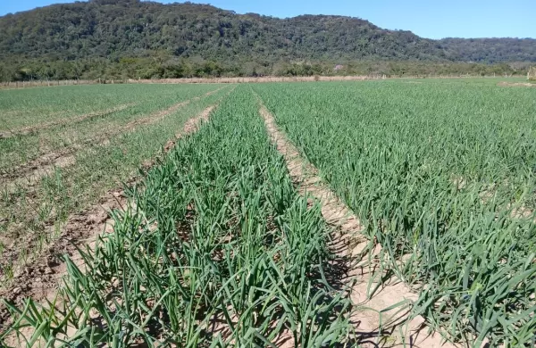Cebolla paraguaya en jaque, altos costos y reducción de plantación afectan la producción