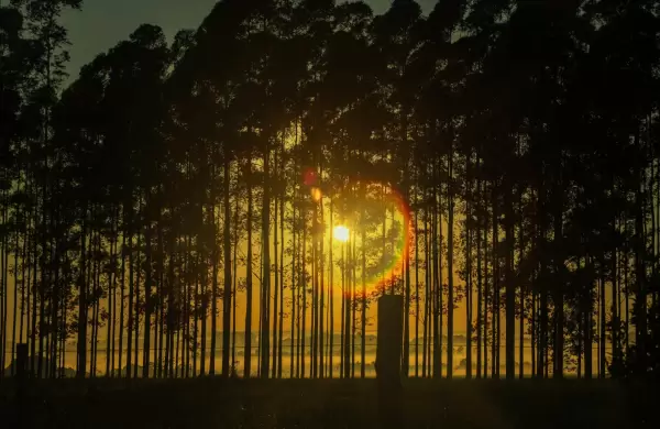 Dinero y caminos las dos cosas que necesita Paraguay para volverse una potencia forestal