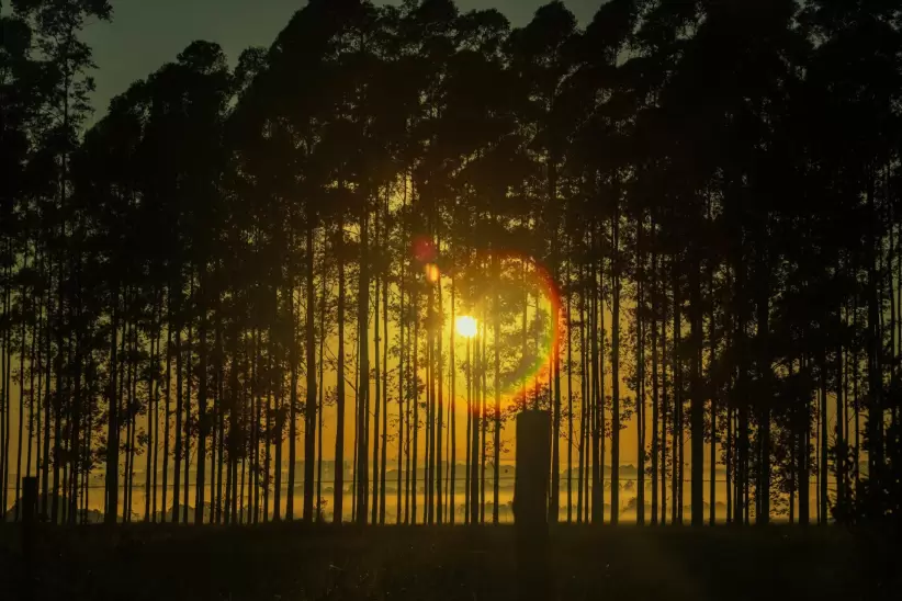 Forestal