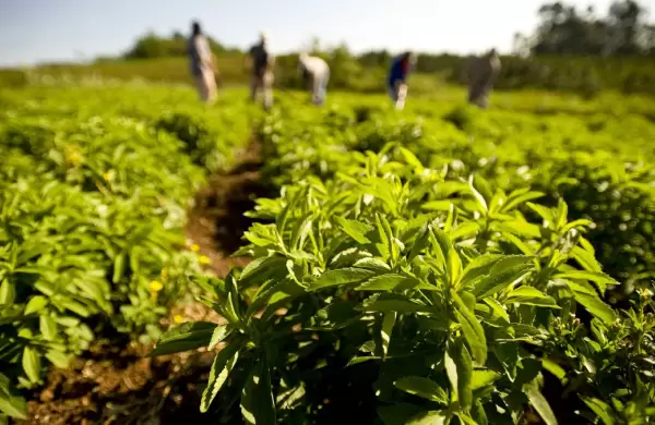 Stevia paraguaya brilla en los mercados más exigentes como Suiza, Francia y Dubái