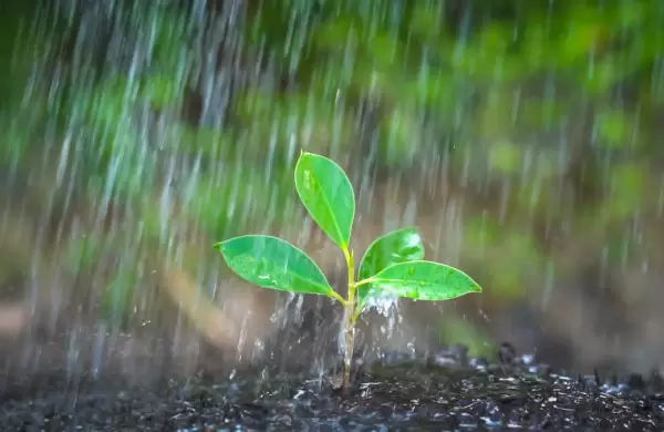 Lluvias son un bálsamo para nueva campaña sojera y otros cultivos
