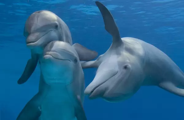 El proyecto de estos dos multimillonarios que usa IA para comprender la comunicación animal