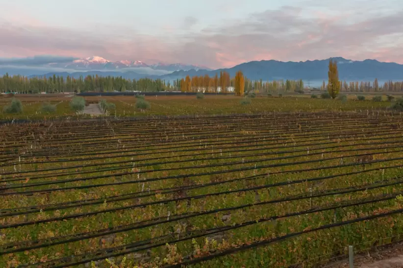 Los viñedos de más de 70 años de Bodega Renacer, ahora del Grupo Miolo.