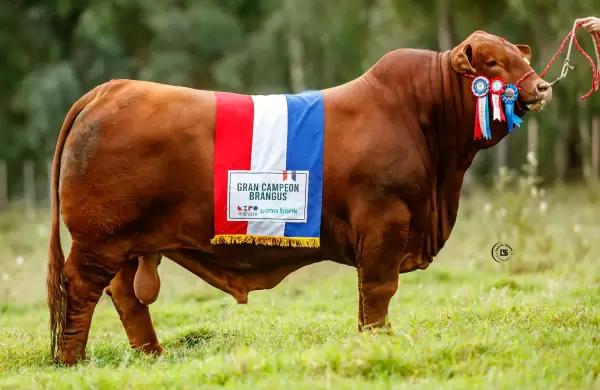 El mejor toro del mundo es paraguayo