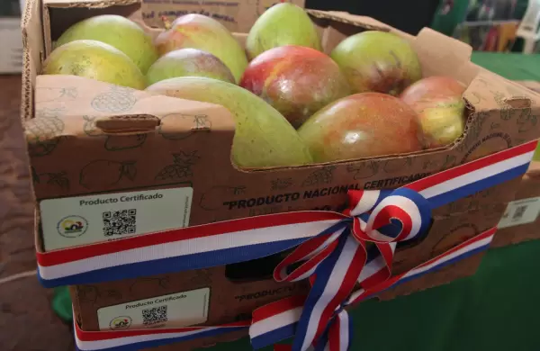 Sueña con exportar mango desde 1988 y está más cerca que nunca de lograrlo