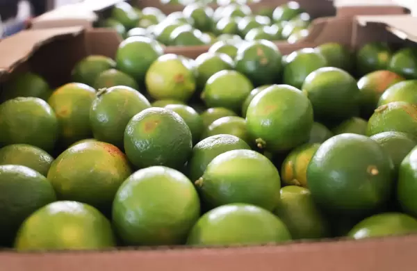 Mercado argentino comprará más limón tahití paraguayo por su alta calidad