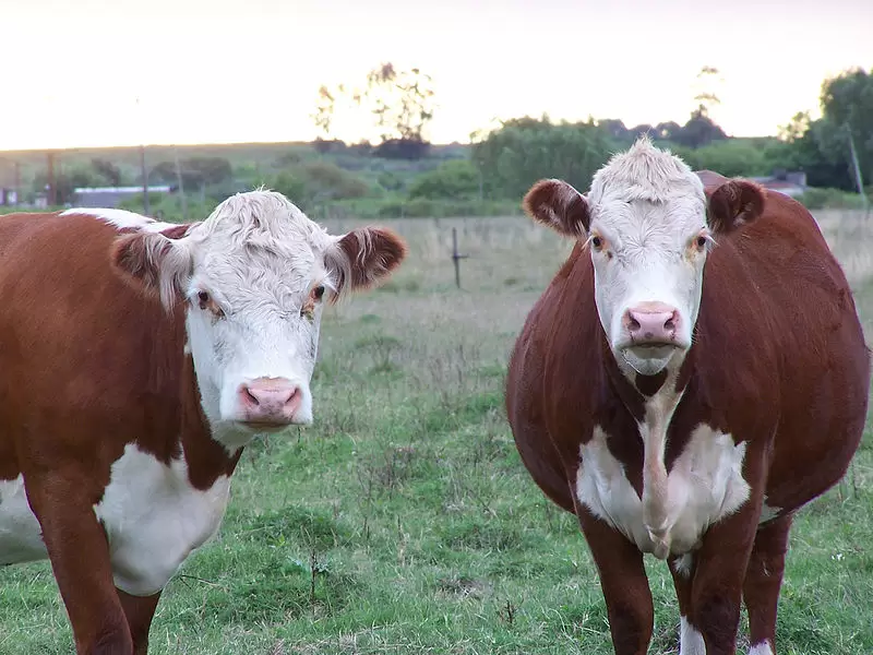 Campo con vacas hereford. Foto: Wikimedia Commons.
