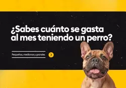 ¿Sabes cuánto se gasta al mes teniendo un perro?