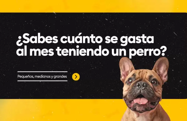 ¿Sabes cuánto se gasta al mes teniendo un perro?