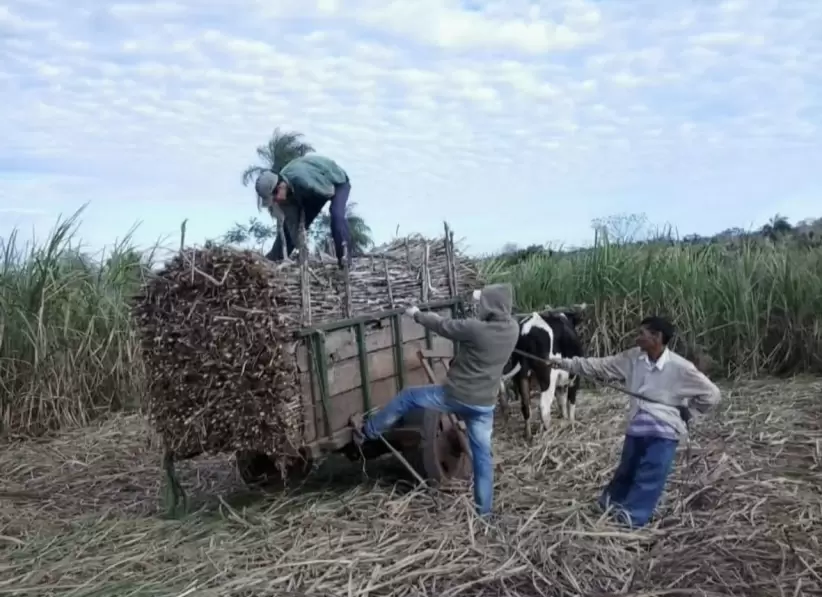 Productores paraguayos, caña de azúcar