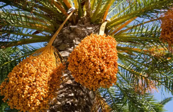 Paraguay desafía el desierto y apuesta a los dátiles: buscará convertirse en el mayor productor de toda la región