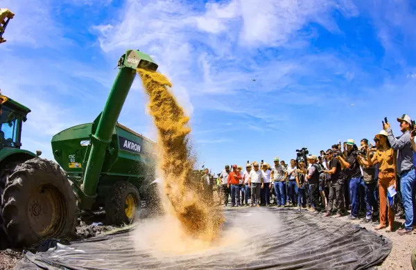 Cosecha de arroz: Paraguay alcanzaría producción de 1,3 millones de toneladas y apunta a exportar a más de 34 países del mundo