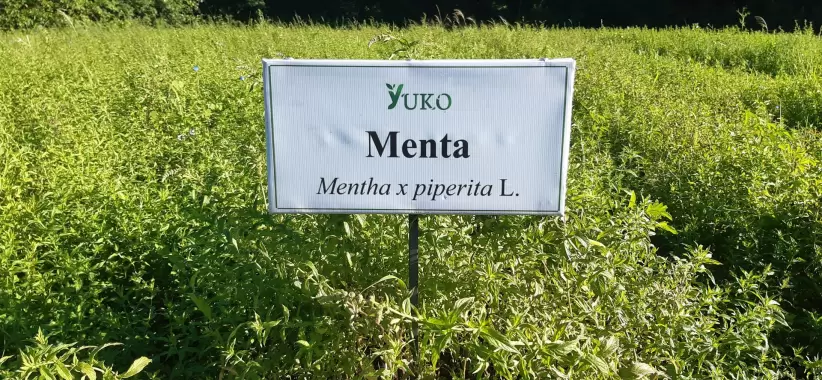 Yuko