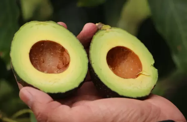 El oro verde: inversiones extranjeras impulsan la producción del aguacate en Paraguay