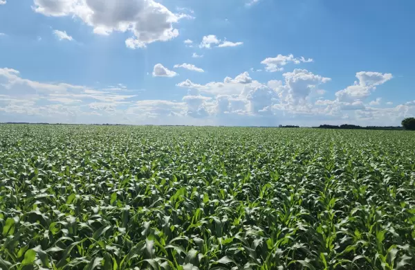 El sorgo gana terreno en Paraguay como alternativa rentable y sostenible