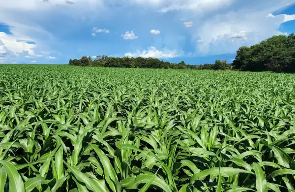 El sorgo quiere ganar terreno en el campo paraguayo con costos más accesibles  y alta demanda