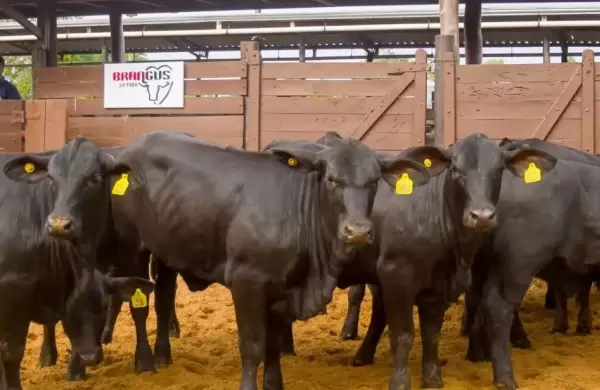 Paraguay albergará Mundial de Brangus 2028 tras casi 20 años y mostrará salto de calidad en el campo de la genética