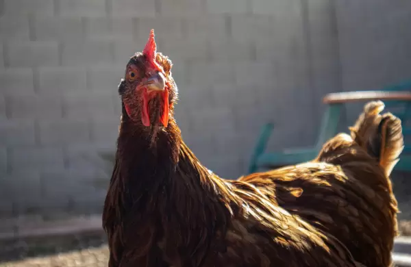 El pollo apunta al trono: Paraguay busca superar récord de producción y conquistar Taiwán