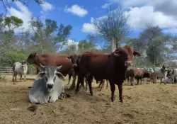 Turquía habilita importación de ganado en pie desde Paraguay: animales recorrerán casi 12.000 kilómetros