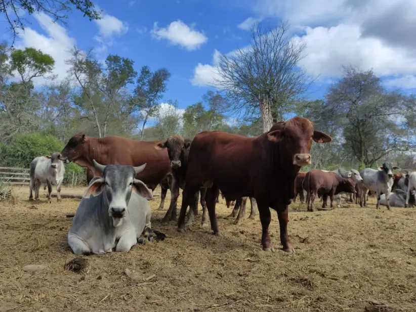 Ganado, vaca, toro