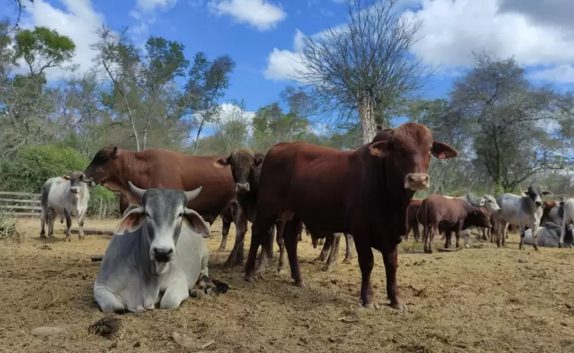 Turquía habilita importación de ganado en pie desde Paraguay: animales recorrerán casi 12.000 kilómetros