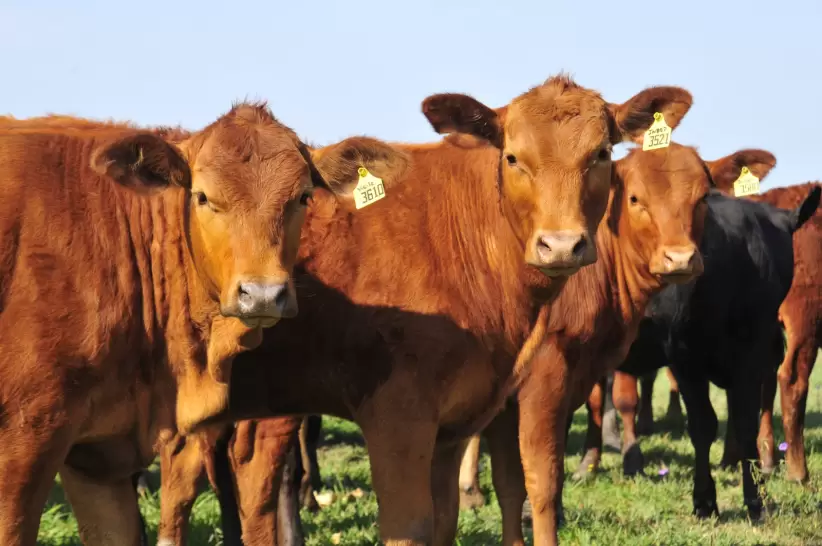 Ganado, ganadería, toro, vaca