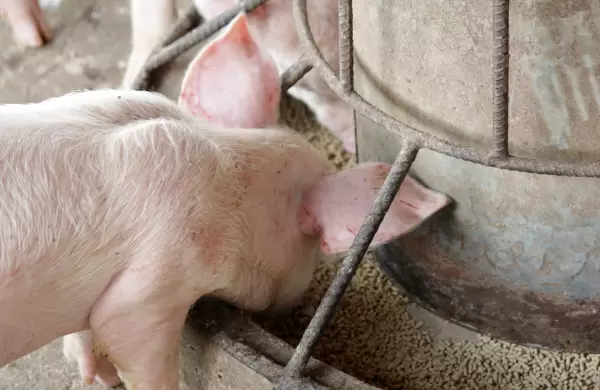 La industria porcina paraguaya cierra un 2025 récord y proyecta un año de crecimiento sostenido