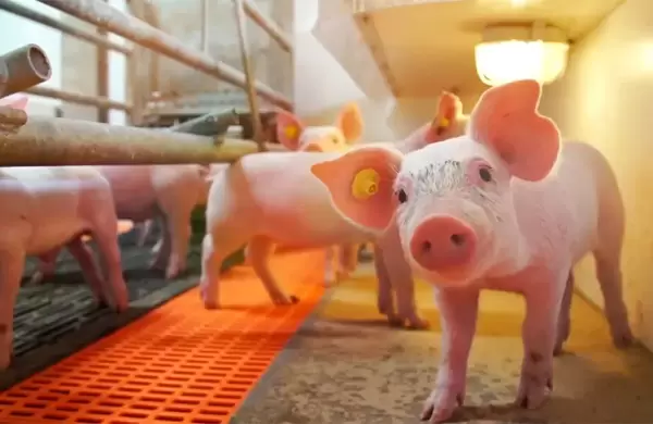 Exportaciones de carne porcina crecen 40% y Taiwán concentra casi el 80% de los envíos