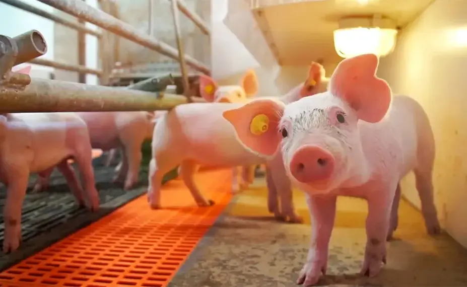 Exportaciones de carne porcina crecen 40% y Taiwán concentra casi el 80% de los envíos