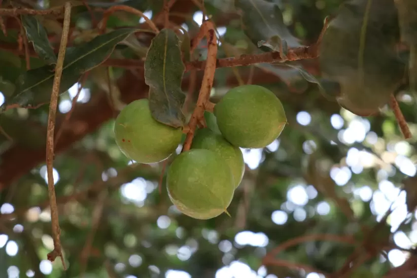 Macadamia