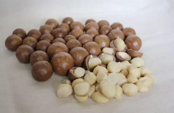 Del corazón de Sudamérica a las grandes potencias: macadamia paraguaya brilla en Asia y Europa
