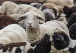 Paraguay suma un mercado premium: exporta por primera vez carne ovina a Emiratos Árabes