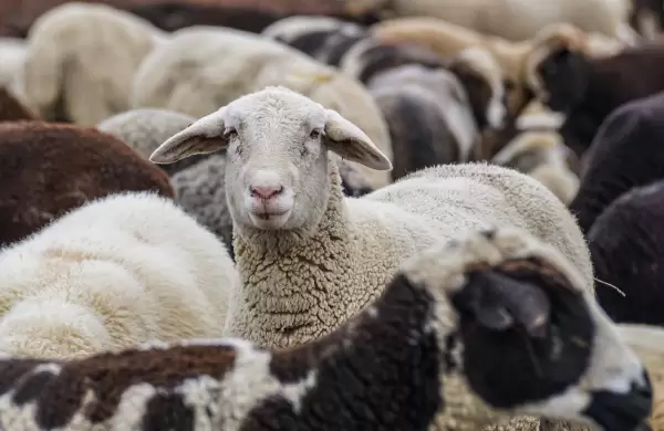 Carne ovina paraguaya al exterior: crece la demanda, pero falta producción