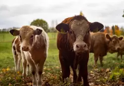 Exportaciones de carne paraguaya a EE.UU. han aumentado un 900%, superando US$ 119 millones en ingresos en lo que va del 2025