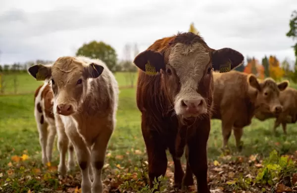 Exportaciones de carne paraguaya a EE.UU. han aumentado un 900%, superando US$ 119 millones en ingresos en lo que va del 2025