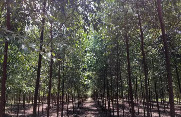 Potencial forestal: Paraguay tiene la calidad para llegar a los mercados más exigentes del mundo