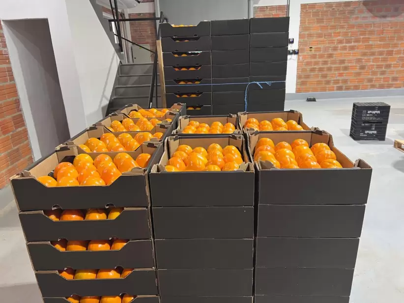 Miguel Basomba, CEO de Frutas del Paraguay S.A. CAQUI