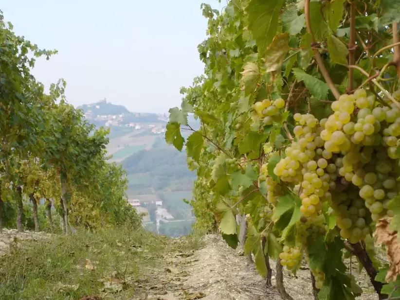 vino tortona timorasso