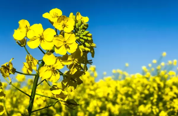 Canola paraguaya busca alcanzar exportaciones en US$ 12 millones e instalarse en más mercados internacionales