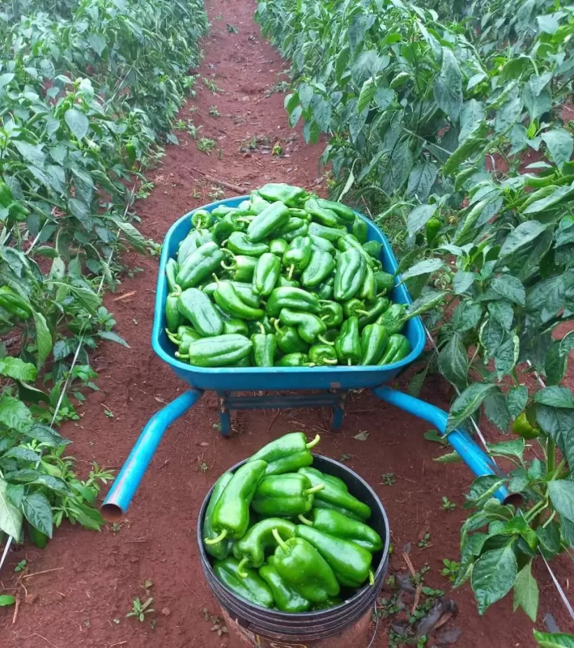 LOCOTE VERDE