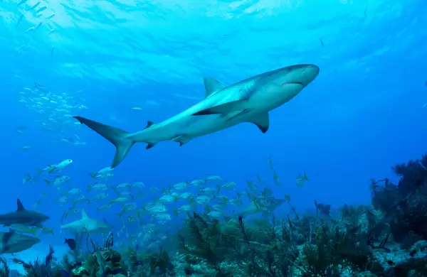 Cómo el turismo de tiburones está impulsando nuevos descubrimientos científicos