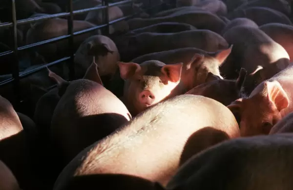 De récord en exportaciones a plan de desarrollo: así crece el sector porcino paraguayo